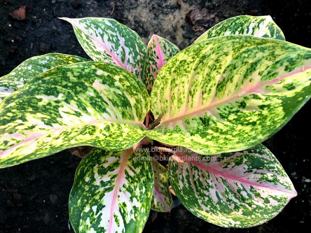 お得セット Aglaonema Pink Garden Bkinterplants - Tiger その他観葉植物