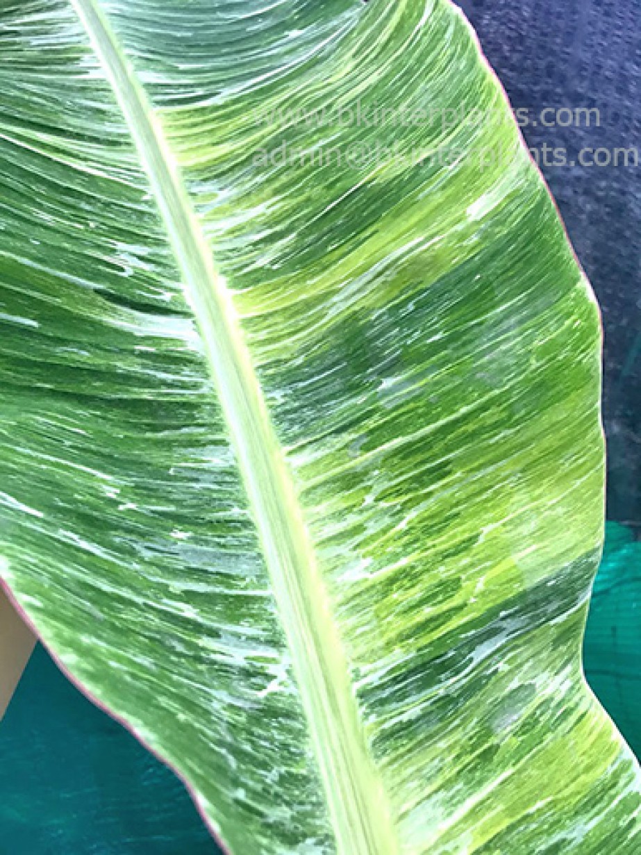 稀少！斑入りバナナ苗☆ムサ タニー（musa Tanee）バナナ株分苗 訳あり