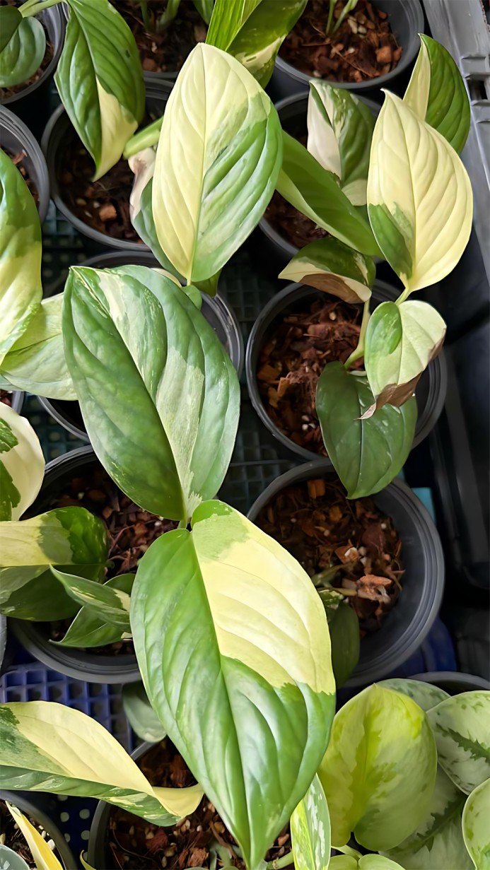 Monstera Acacoyaguensis Variegated | Rare Aroid - BKInterplants