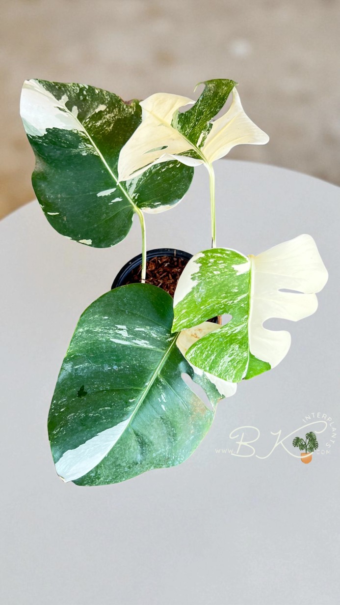 Monstera Albo Borsigiana Care Guide | Buy Rare Variegated Plants