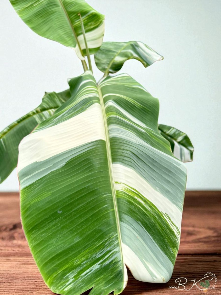 Kluai Namwa Mali-ong Variegated バナナ苗 Kluai Namwa Mali-ong Variegated バナナ苗 Kluai Namwa Mali-ong