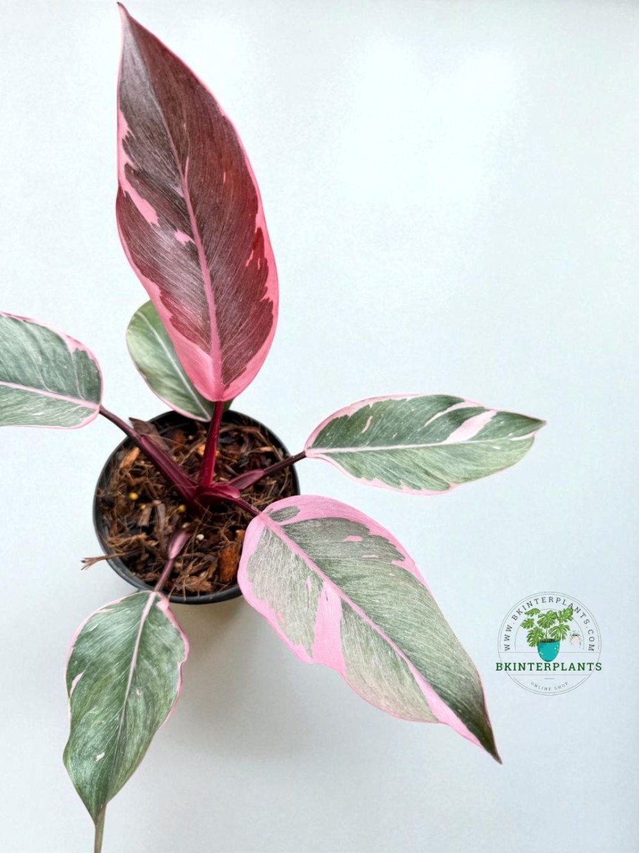 Philodendron Pink Princess Mutation Variegated – Rare Tropical