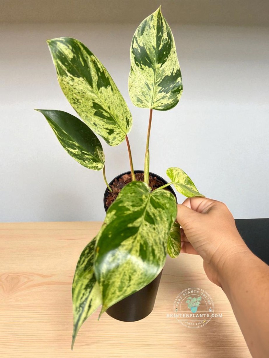 78」Philodendron Emerald Queen Variegated フィロデンドロン