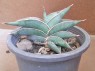 Sansevieria 