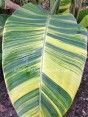 Musa Banana 