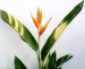 Heliconia 