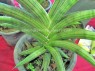 Sansevieria 