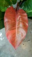 Philodendron Red Sunlight Variegated 