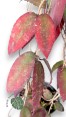 Hoya Caudata Sumatra Size L