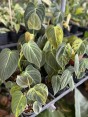 10 Plants Philodendron Melanochrysum Variegated 