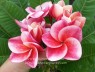 Plumeria 