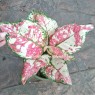 AGLAONEMA 