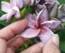 Plumeria 