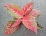 AGLAONEMA 