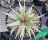Haworthia limifora Hybrid Super White Leaf