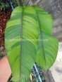 Heliconia 