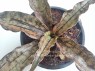 Sansevieria 