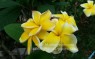 Plumeria 