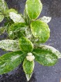 West Indian Jasmine Compact Variegated