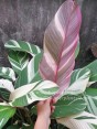 Heliconia 