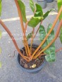 Philodendron Billietiae Orange Stalk Size S