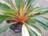 Chlorophytum amaniense Variegated