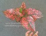 AGLAONEMA 