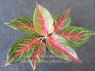 AGLAONEMA 