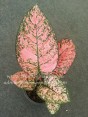 AGLAONEMA 
