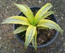 Sansevieria 