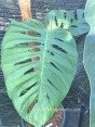 Monstera Esqueleto 1 Leaf