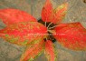 AGLAONEMA Billions of gold 