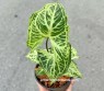 Syngonium podophyllum Batik 