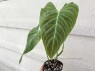 Philodendron Splendid (Melanochrysum x Verrucosum) 