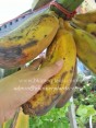 Musa Banana 