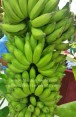 Musa Banana 