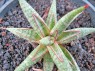 Sansevieria 