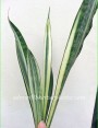 Sansevieria Bantel Sensation or White Snake