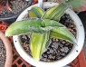 Sansevieria 