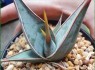Sansevieria 