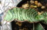 Sansevieria 