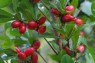 5 Plants Miracle Fruit
