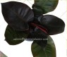 5 Plants Philodendron Black Cadinal 