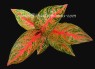 AGLAONEMA 