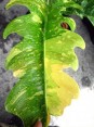 Philodendron Ring of Fire Size L