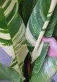 Heliconia 