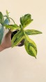Philodendron Pedatum Aurea variegated