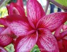 Plumeria 