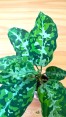 Aglaonema Pictum Tricolor 