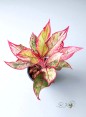 Rare Aglaonema Siam Aurora Variegated